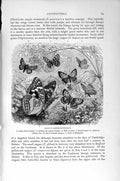 Old Antique Print Insects Butterflies Admiral Azure Natural History 1896 19th