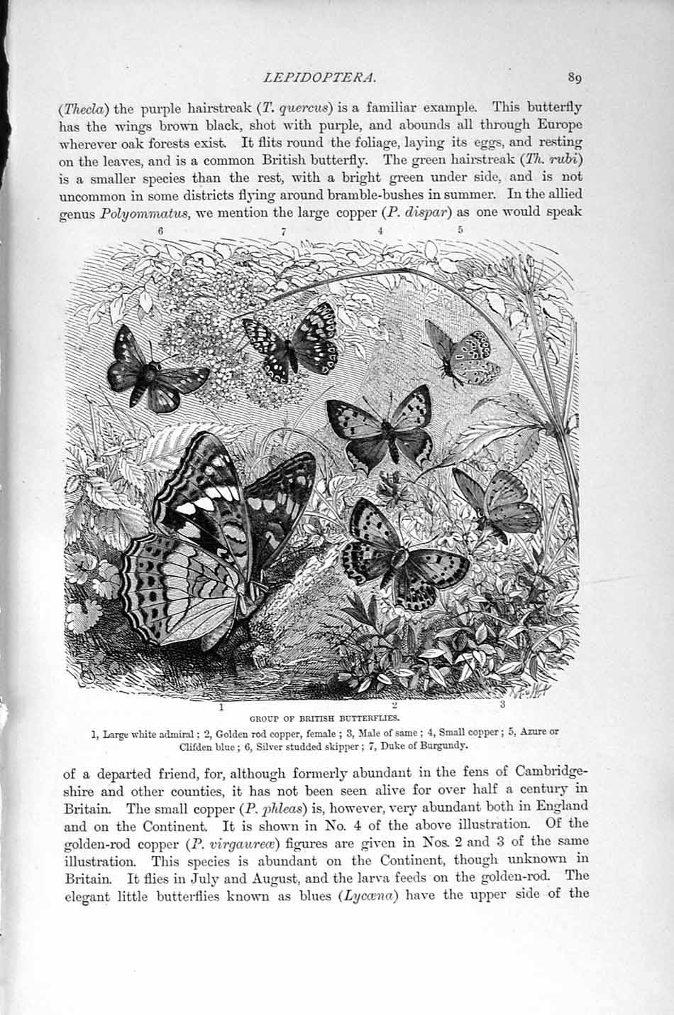 Old Antique Print Insects Butterflies Admiral Azure Natural History 1896 19th