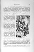 Old Antique Print Black-Viened White Butterfly Larva Natural History 1896 19th