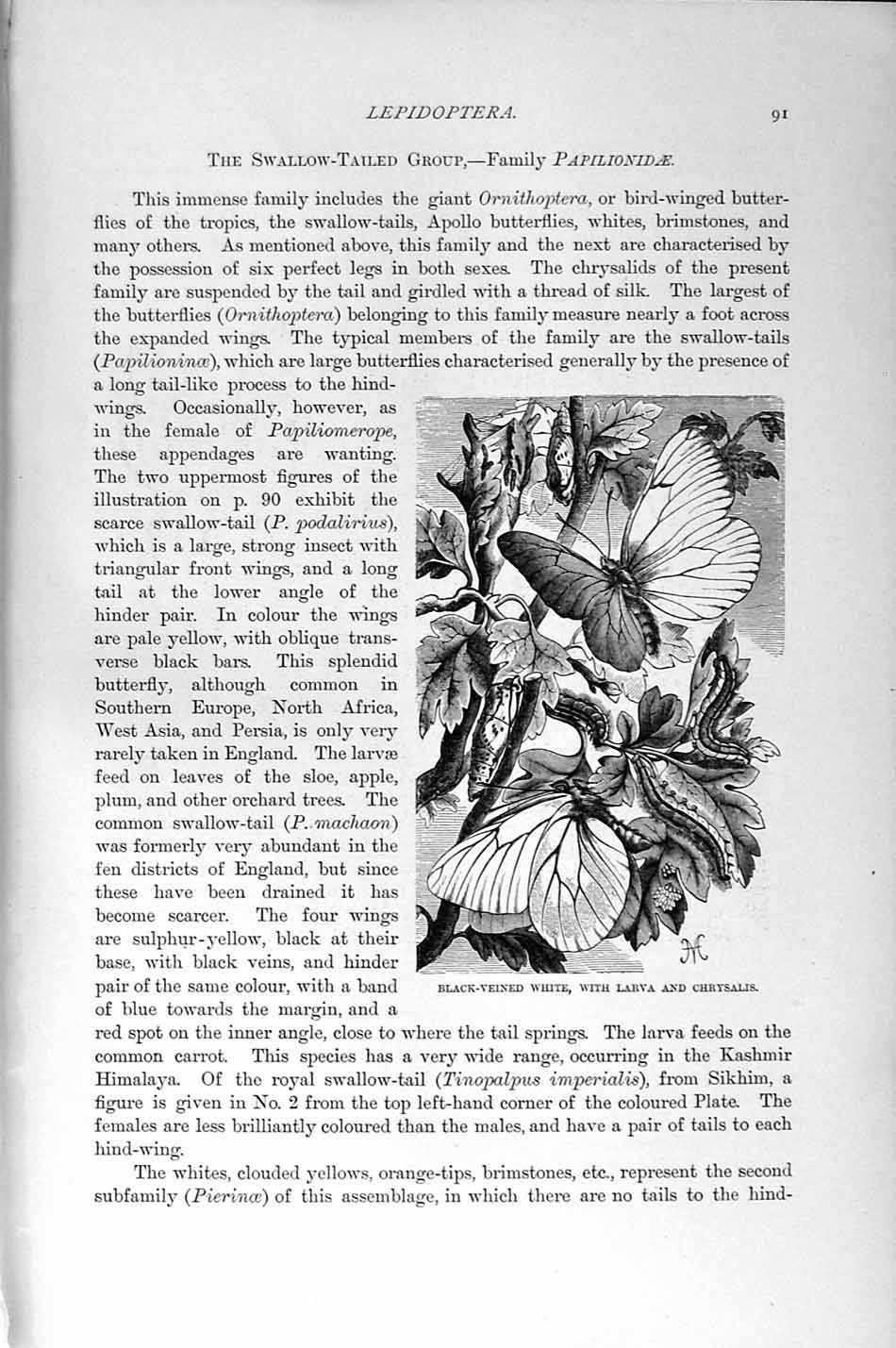 Old Antique Print Black-Viened White Butterfly Larva Natural History 1896 19th