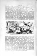 Old Antique Print Natural History 1896 Adult Caterpillar Spurge Hawk-Moth 19th