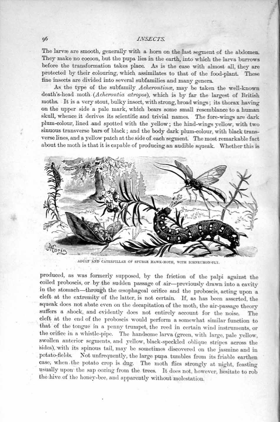 Old Antique Print Natural History 1896 Adult Caterpillar Spurge Hawk-Moth 19th