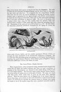Old Antique Print Natural History 1896 Puss-Moth Caterpillar Lobster-Moth 19th