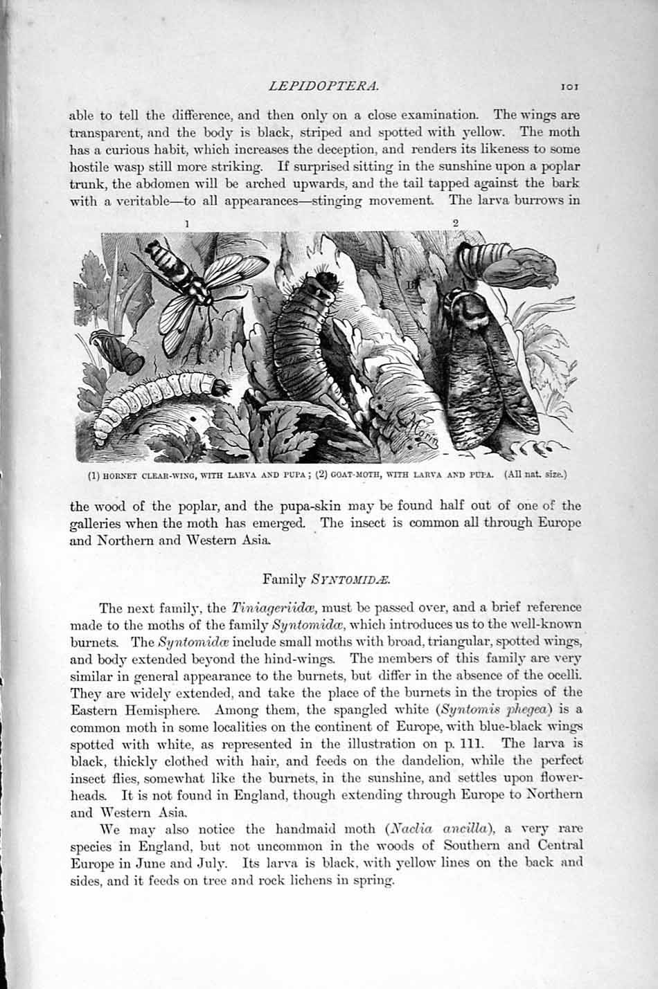 Original Old Antique Print Natural History 1896 Hornet Larva Pupa Psyche Moth