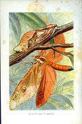 Original Old Antique Print Natural History 1896 Giant Swift Moth Insect Colour