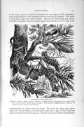 Original Old Antique Print Natural History 1896 Pine-Lappet Moth Insects Larva