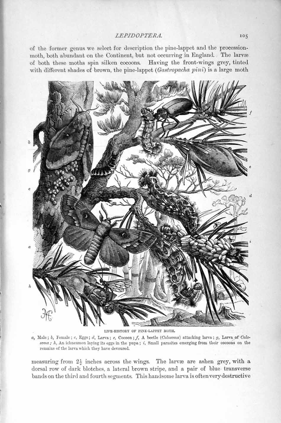 Original Old Antique Print Natural History 1896 Pine-Lappet Moth Insects Larva
