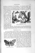 Old Antique Print Natural History 1896 Insects Gypsy Moth Hermaphrodite 19th