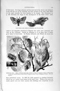 Original Old Antique Print Natural History 1896 Tussock Moth Caterpillar Satin