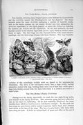 Original Old Antique Print Natural History 1896 Tiger-Moth Merviel Jour Larva