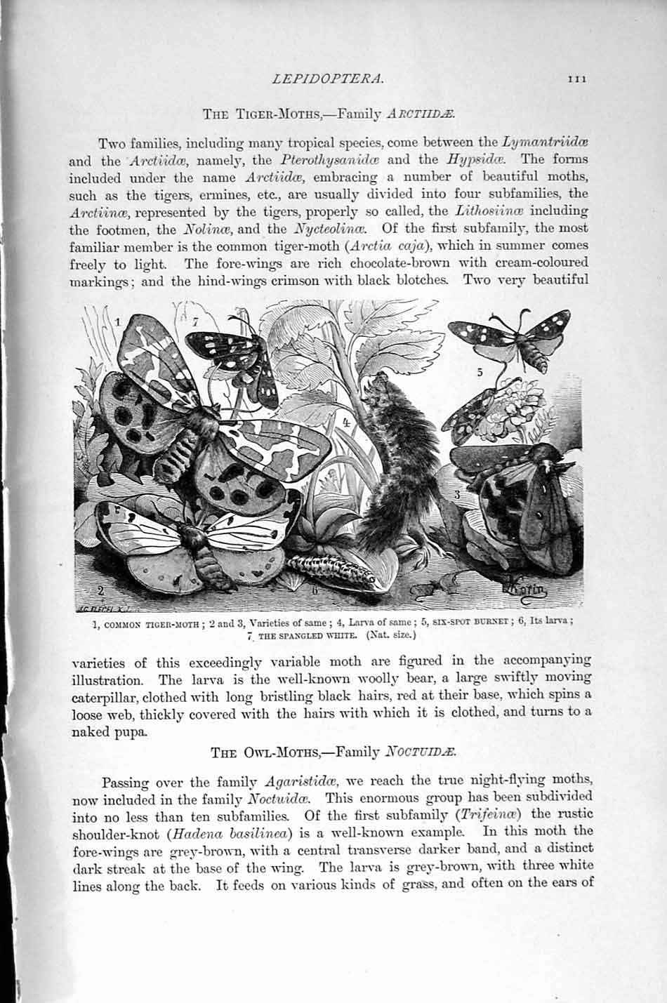 Original Old Antique Print Natural History 1896 Tiger-Moth Merviel Jour Larva
