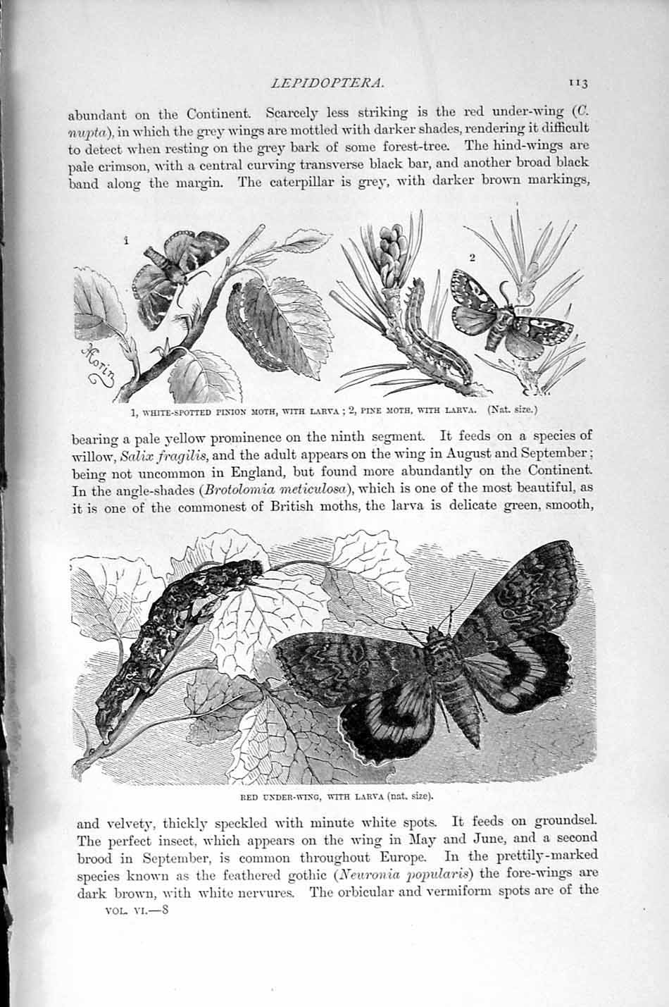 Original Old Antique Print Pine Moth Larva Natural History 1896 Red Under-Wing