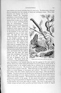 Original Old Antique Print Natural History 1896 Insects Loopers Larva Moth Pupa