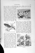 Old Antique Print Natural History 1896 Magpie Moth Purple-Barred Yellow 19th