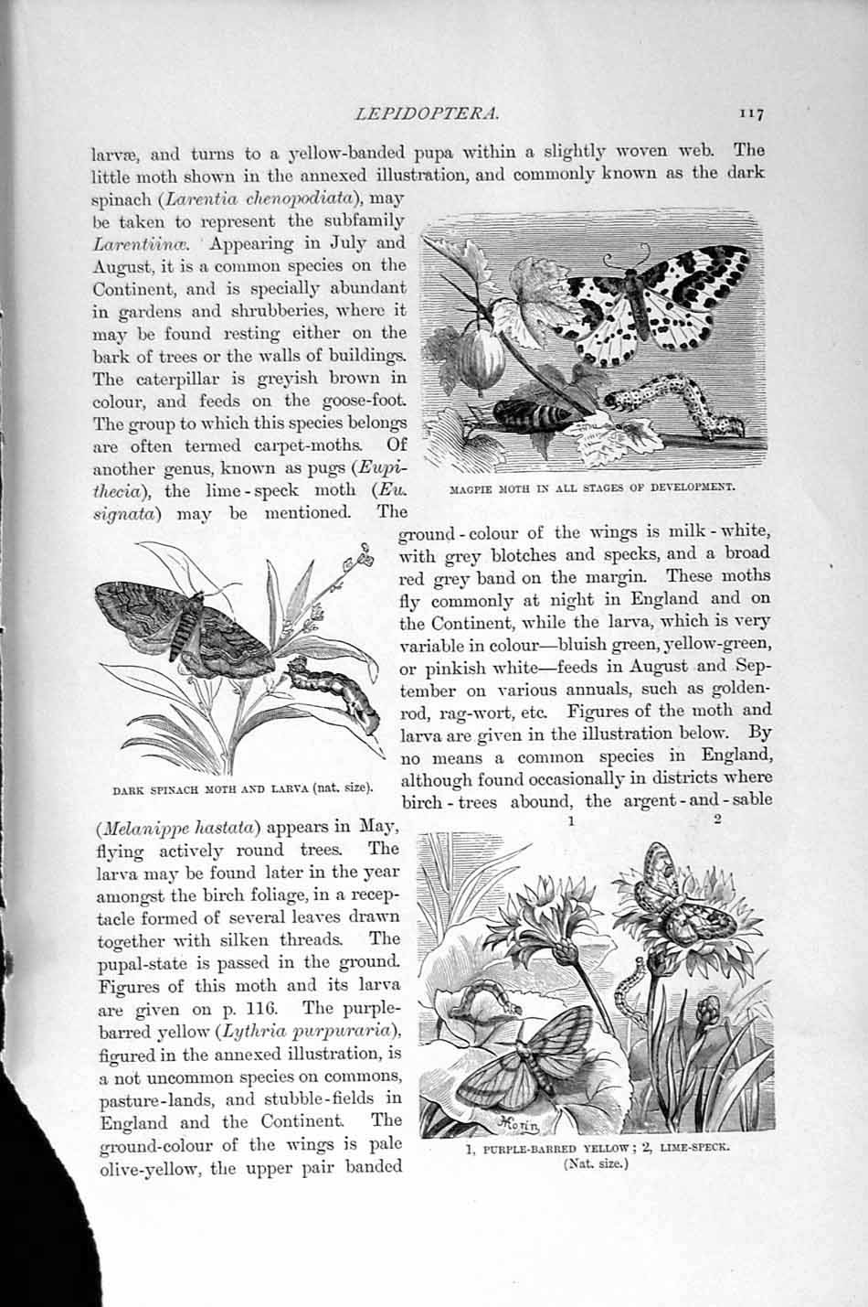 Old Antique Print Natural History 1896 Magpie Moth Purple-Barred Yellow 19th