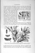 Original Old Antique Print Natural History 1896 Oak-Tortrix Pupa Larva Insects