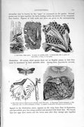 Original Old Antique Print Natural History 1896 Corn Moth Larva Insects Larch