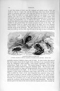 Old Antique Print Natural History 1896 Carnivorous Beetles Larva Insects 19th