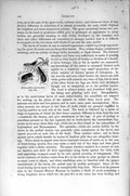 Original Old Antique Print Natural History 1896 Zabrus Gibbus Larva Insects