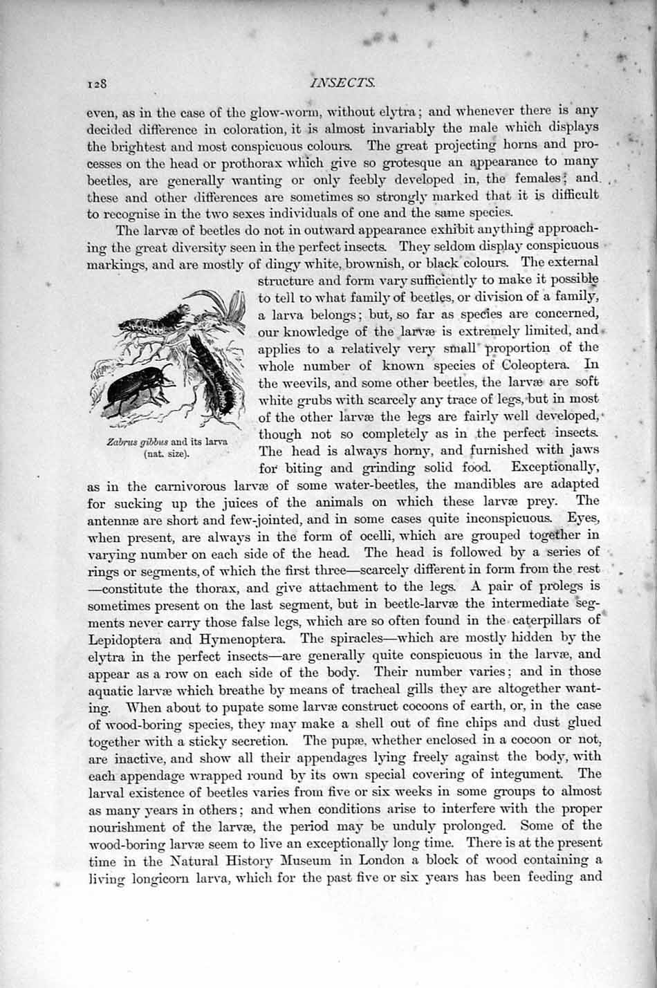 Original Old Antique Print Natural History 1896 Zabrus Gibbus Larva Insects