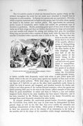 Original Old Antique Print Natural History 1896 Tiger-Beetles Insects Collyris