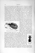 Old Antique Print Natural History 1896 Insects Scarites Gigas Phyllodes 19th
