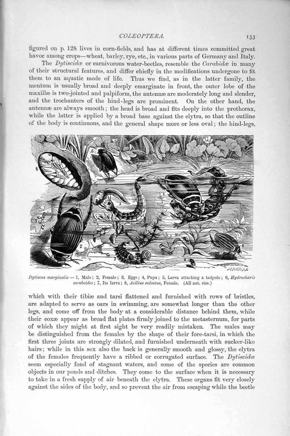 Old Antique Print Natural History 1896 Dytiscus Marginalis Pupa Insects 19th
