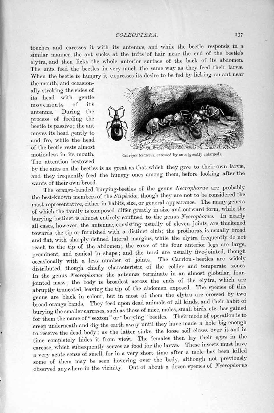 Original Old Antique Print Natural History 1896 Insects Larva Hister Coleoptera