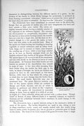 Original Old Antique Print Natural History 1896 Meligethes Oeneus Coleoptera