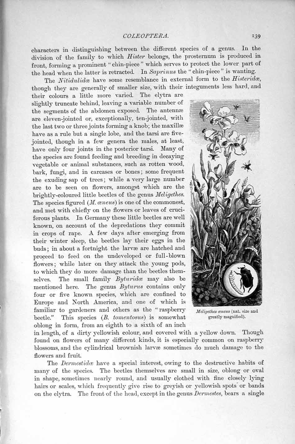 Original Old Antique Print Natural History 1896 Meligethes Oeneus Coleoptera