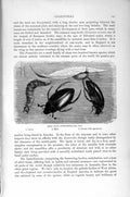 Old Antique Print Natural History 1896 Black Water-Beetle Insects Larva 19th