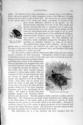 Original Old Antique Print Natural History 1896 Polyphylla Coleoptera Beetle