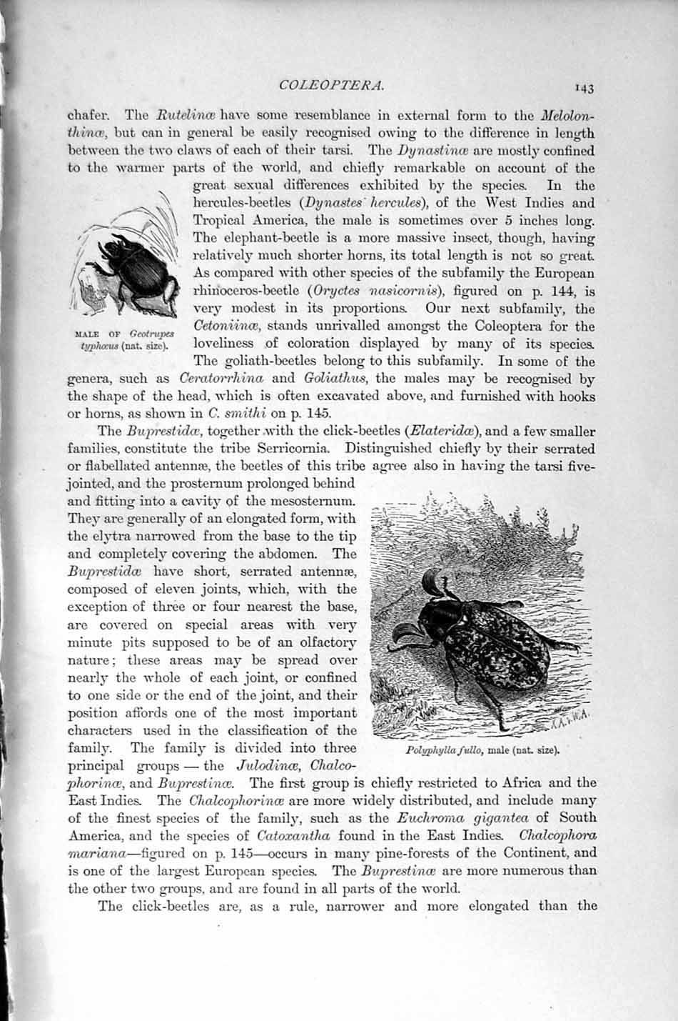 Original Old Antique Print Natural History 1896 Polyphylla Coleoptera Beetle