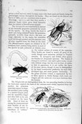 Old Antique Print Natural History 1896 Chalcophora Larva Fire-Fly Insects 19th