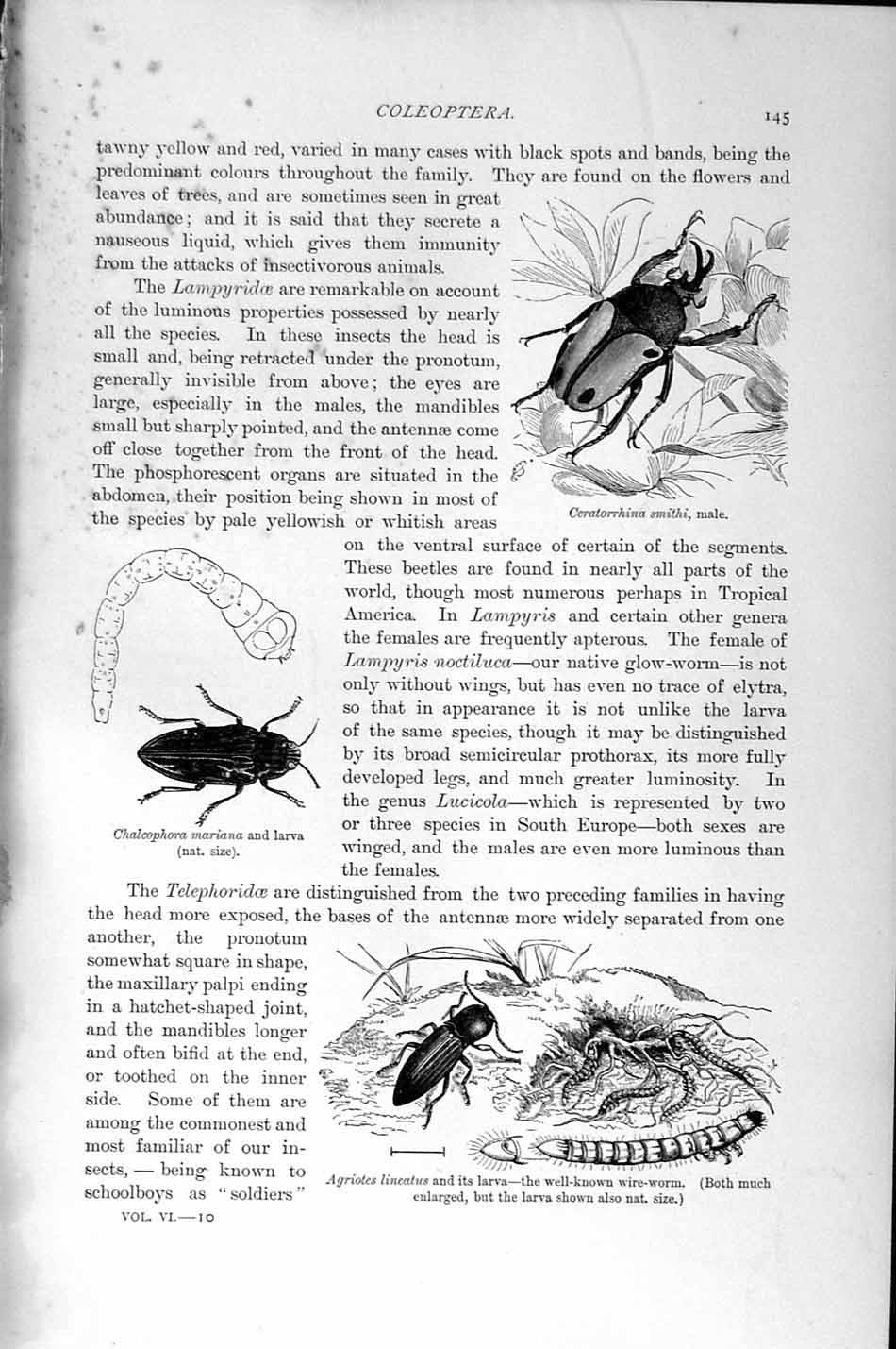 Old Antique Print Natural History 1896 Chalcophora Larva Fire-Fly Insects 19th