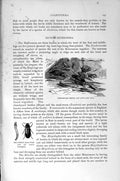 Original Old Antique Print Natural History 1896 Oil Beetles Larvae Insects Worm