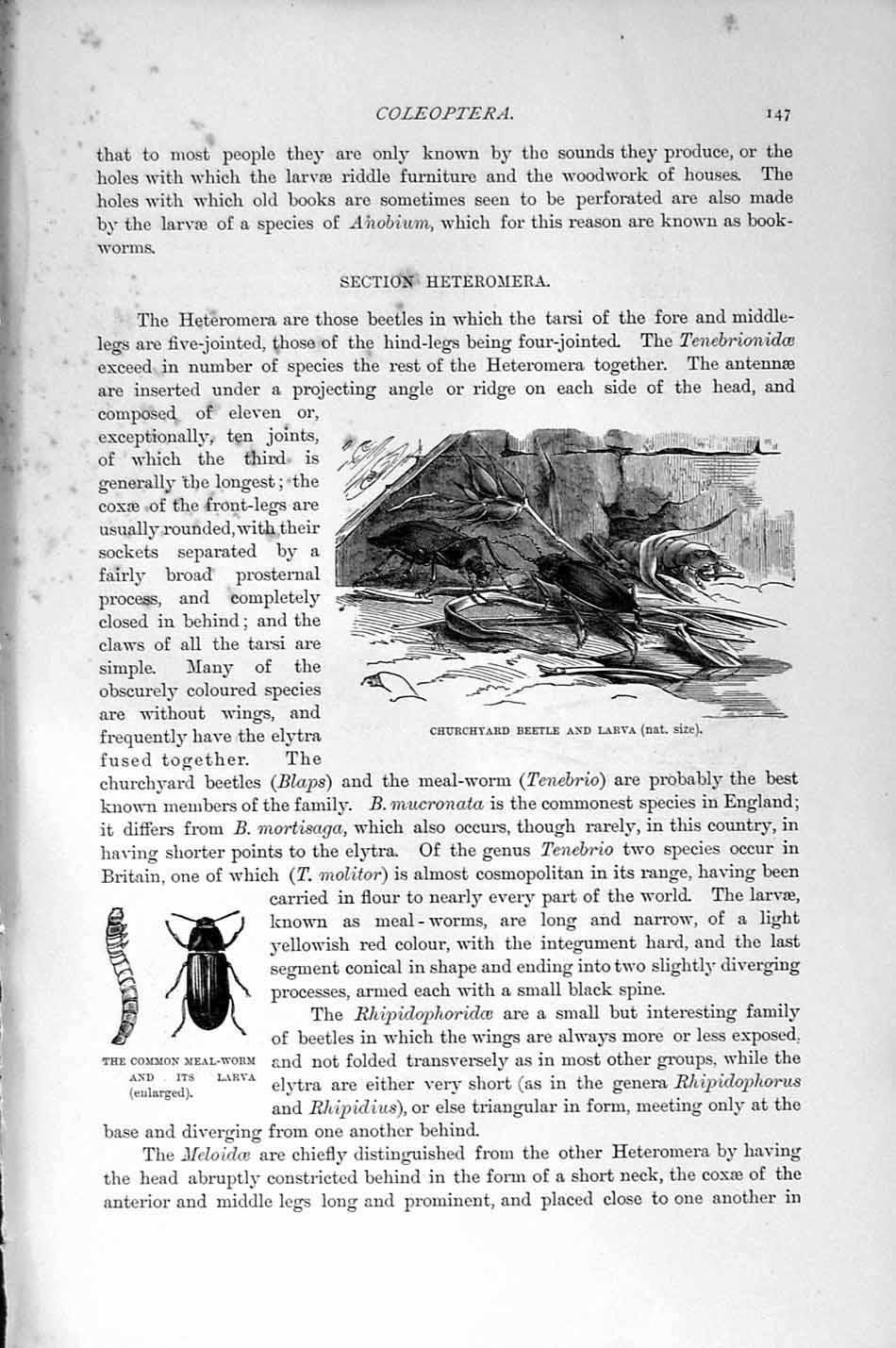 Original Old Antique Print Natural History 1896 Oil Beetles Larvae Insects Worm
