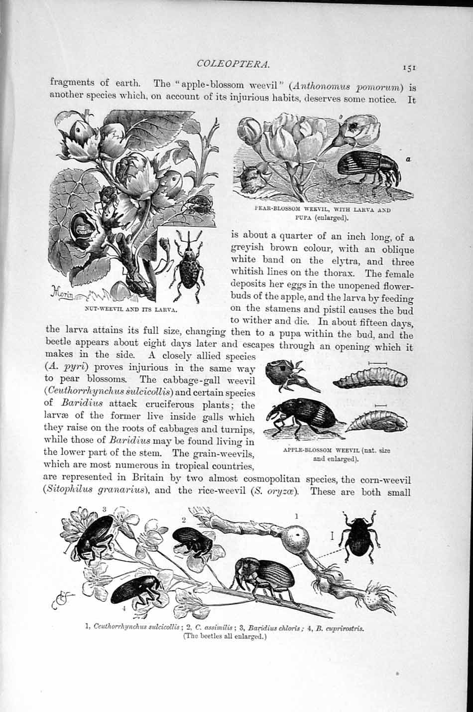 Old Antique Print Natural History 1896 Nut-Weevil Larva Insects Bajulus 19th