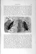 Original Old Antique Print Natural History 1896 Musk Beetle Insects Coleoptera