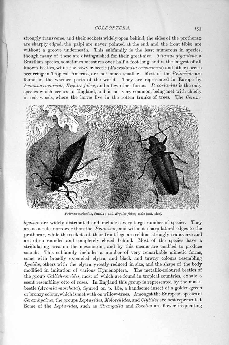 Original Old Antique Print Natural History 1896 Musk Beetle Insects Coleoptera