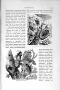 Original Old Antique Print Natural History 1896 Larva Pupa Insects Lamia Textor