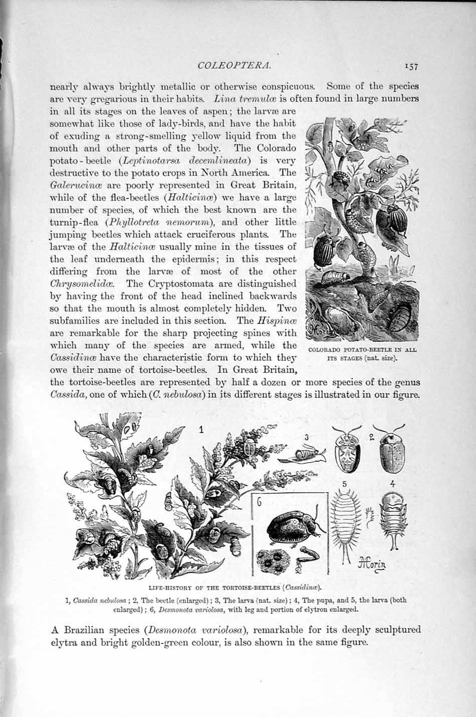 Old Antique Print Natural History 1896 Colorado Beetle Ladybirds Insects 19th