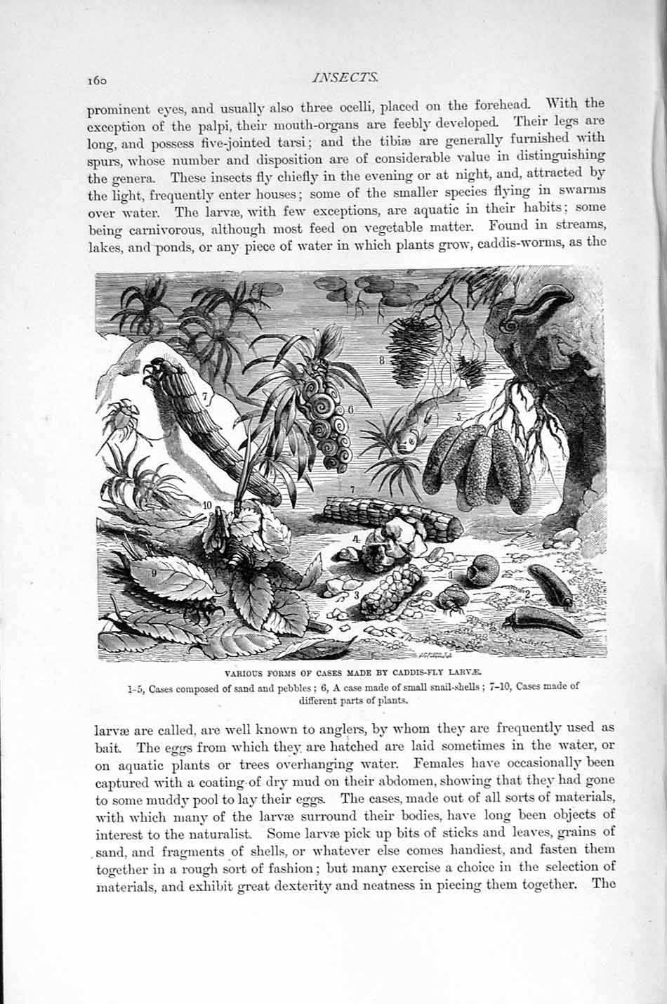 Old Antique Print Natural History 1896 Insects Caddis-Fly Larvae Plants 19th