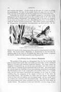 Original Old Antique Print Natural History 1896 Caddis-Fly Insects Pupa Larva