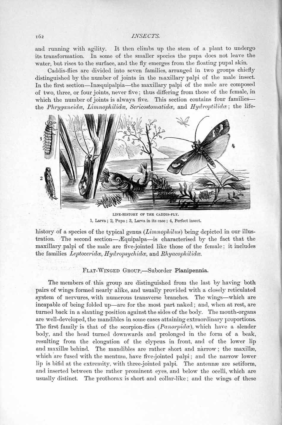 Original Old Antique Print Natural History 1896 Caddis-Fly Insects Pupa Larva