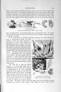 Original Old Antique Print Natural History 1896 Alder-Fly Scorpion-Fly Insects