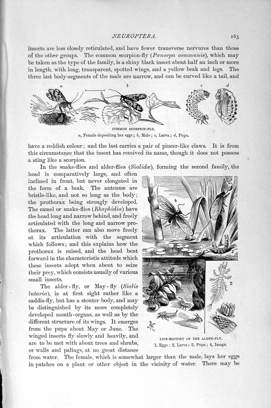 Original Old Antique Print Natural History 1896 Alder-Fly Scorpion-Fly Insects