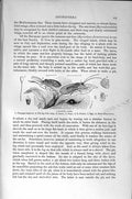 Old Antique Print Natural History 1896 Lace-Wing Flies Insects Neuroptera 19th