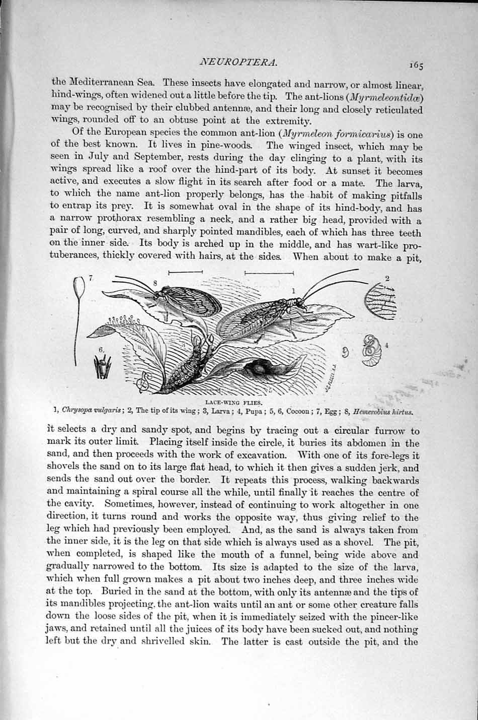 Old Antique Print Natural History 1896 Lace-Wing Flies Insects Neuroptera 19th