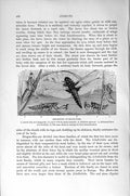 Original Old Antique Print Natural History 1896 Dragon-Flies Insects Larva Mask
